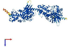 Hexokinase 1 Protein (HK1) (AA 1-917) (His tag)