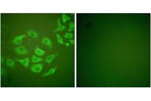 Immunofluorescence analysis of HepG2 cells, using MMP-10 Antibody. (MMP10 Antikörper  (AA 361-410))