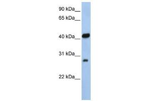 WB Suggested Anti-ZFAND3 Antibody Titration:  0. (ZFAND3 Antikörper  (N-Term))