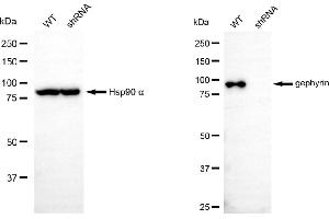 Western blotting analysis using gephyrin antibody (ABIN7798714). (Gephyrin Antikörper)