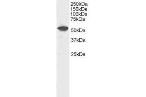 Image no. 1 for anti-Dual Specificity Phosphatase 10 (DUSP10) (C-Term) antibody (ABIN374170) (DUSP10 Antikörper  (C-Term))