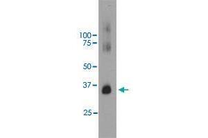 Western blot analysis of bovine retinal extracts using RHO monoclonal antibody, clone B630  at 1:5000 dilution. (Rho-related GTP-binding protein Antikörper)