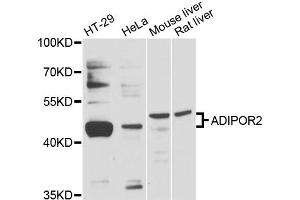Western blot analysis of extracts of various cell lines, using ADIPOR2 antibody (ABIN6290048) at 1:3000 dilution.