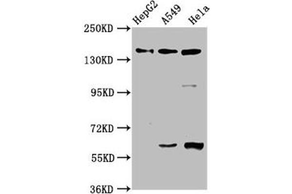 NAIP 抗体  (AA 147-242)