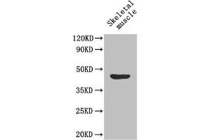 Western Blot Positive WB detected in: Mouse skeletal muscle tissue All lanes: MFGE8 antibody at 1. (MFGE8 Antikörper  (AA 25-334))