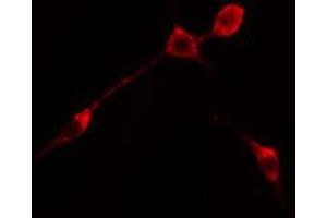 ABIN6274697 staining RAW264. (PHLDA1 Antikörper  (N-Term))