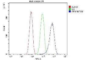 Flow Cytometry analysis of SiHa cells using anti-KIF15 antibody (ABIN6719385). (KIF15 Antikörper  (AA 1201-1388))
