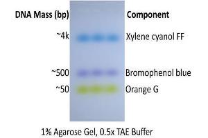 Image no. 1 for ExcelDye™ 6X DNA Loading Dye, Tri-color (ABIN5662581) (ExcelDye™ 6X DNA Loading Dye, Tri-color)