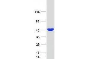 Western Blotting (WB) image for Tropomyosin-2 (TPM2) (Transcript Variant 1) protein (Myc-DYKDDDDK Tag) (ABIN2734390)