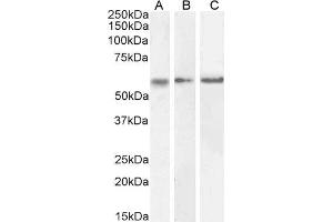 ABIN570984 (0. (CaMKII alpha/beta (Internal Region) Antikörper)