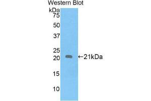 Western Blotting (WB) image for anti-Apolipoprotein D (APOD) (AA 21-189) antibody (ABIN1858058)