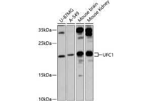 UFC1 Antikörper  (AA 1-167)