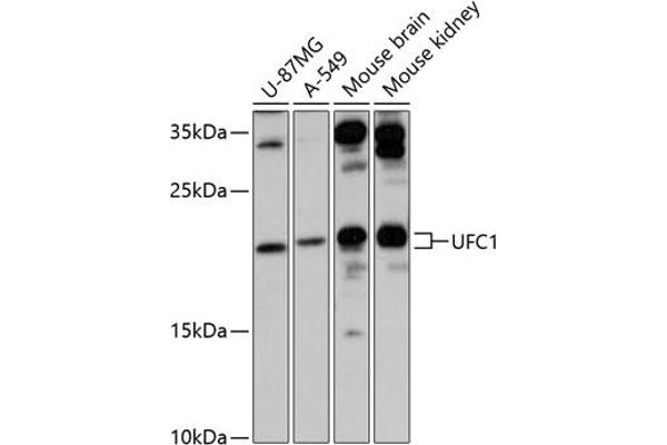 UFC1 Antikörper  (AA 1-167)