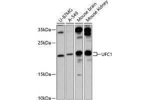 Western blot analysis of extracts of various cell lines, using UFC1 antibody (ABIN6130770, ABIN6149886, ABIN6149887 and ABIN6217098) at 1:3000 dilution. (UFC1 Antikörper  (AA 1-167))