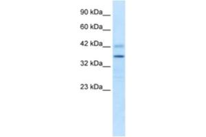 Western Blotting (WB) image for anti-Proline Rich 7 (Synaptic) (PRR7) antibody (ABIN2461035) (PRR7 Antikörper)