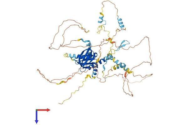 NUMB Protein (AA 1-653) (His tag)