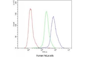 Flow cytometry testing of human HeLa cells with Calbindin antibody at 1ug/10^6 cells (blocked with goat sera)