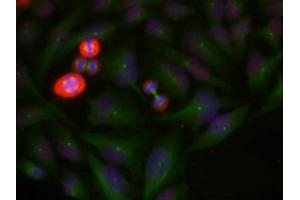 Immunofluorescence staining of methanol-fixed Hela cells using c-Jun(Phospho-Thr239) Antibody. (C-JUN Antikörper  (pThr239))