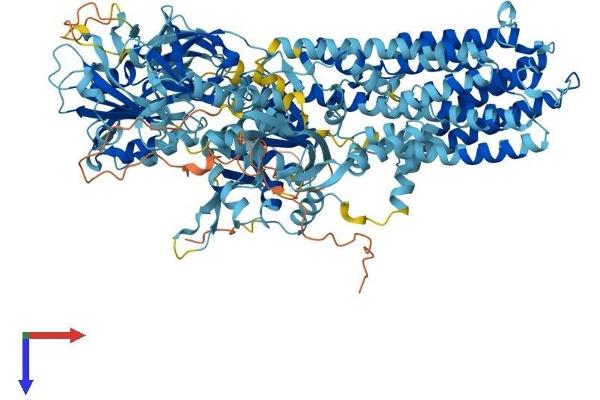 ATP13A2 Protein (AA 1-1169) (His tag)