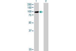 Western Blot analysis of PCDHGB1 expression in transfected 293T cell line by PCDHGB1 MaxPab polyclonal antibody. (PCDHGB1 Antikörper  (AA 1-810))