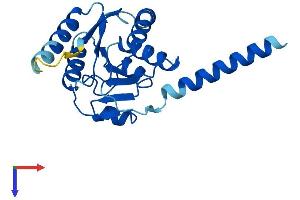 ALG14 Protein (AA 1-217) (His tag)