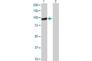 Western Blot analysis of PCDHGA5 expression in transfected 293T cell line by PCDHGA5 monoclonal antibody (M01), clone 5H5. (PCDHGA5 Antikörper  (AA 205-304))