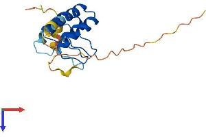 ANKRD37 Protein (AA 1-158) (His tag)