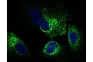 Immunofluorescence analysis of Hela cells using CLGN mouse mAb (green). (Calmegin Antikörper  (AA 249-405))