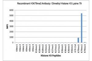 The recombinant H3K79me2 antibody specifically reacts to Histone H3 dimethylated at Lysine 79 (K79me2). (Rekombinanter Histone 3 Antikörper  (H3K79me2))