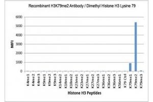 The recombinant H3K79me2 antibody specifically reacts to Histone H3 dimethylated at Lysine 79 (K79me2). (Rekombinanter Histone 3 Antikörper  (2meLys79))