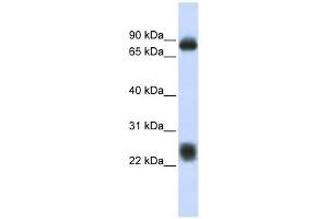 Tetraspanin 8 antibody used at 1 ug/ml to detect target protein. (Tspan-8 Antikörper  (Middle Region))