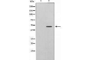 Western blot analysis of Caspase 9 phosphorylation expression in TNF treated HeLa whole cell lysates,The lane on the left is treated with the antigen-specific peptide. (Caspase 9 Antikörper  (pThr125))