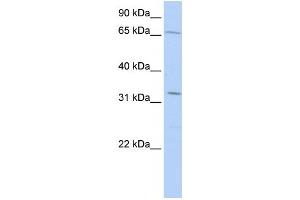Western Blotting (WB) image for anti-Tripartite Motif Containing 22 (TRIM22) antibody (ABIN2458333) (TRIM22 Antikörper)