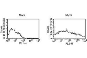 Image no. 3 for anti-Tumor Necrosis Factor (Ligand) Superfamily, Member 13 (TNFSF13) antibody (ABIN187284) (TNFSF13 Antikörper)