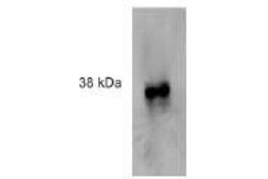 Image no. 3 for anti-Formyl Peptide Receptor 2 (FPR2) antibody (ABIN329919) (FPR2 Antikörper)