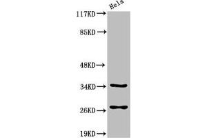 Western Blot analysis of HeLa cells using Cleaved-Caspase-6 p18 (D162) Polyclonal Antibody (Caspase 6 Antikörper  (Cleaved-Asp162))