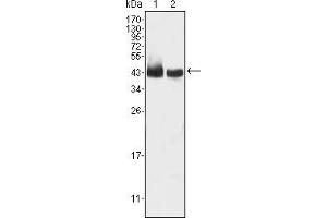 Western blot analysis using KLF15 mouse mAb against HepG2 (1) and SMMC-7721 (2) cell lysate. (KLF15 Antikörper)