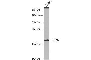 Relaxin 2 Antikörper  (AA 25-185)