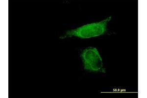Immunofluorescence of purified MaxPab antibody to SENP8 on HeLa cell. (SENP8 Antikörper  (AA 1-212))