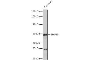 Western blot analysis of extracts of Rat ovary, using BMP15 Rabbit mAb (ABIN7265896) at 1:1000 dilution. (BMP15 Antikörper)