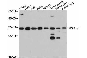 Western blot analysis of extracts of various cell lines, using SNRPA1 antibody. (SNRPA1 Antikörper  (AA 1-220))