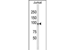 Western blot analysis of PLCL1 Antibody in Jurkat cell line lysates (35ug/lane) (PLCL1 Antikörper  (N-Term))