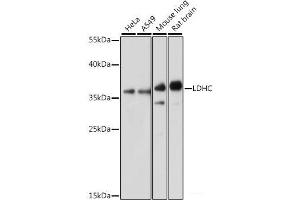 Western blot analysis of extracts of various cell lines using LDHC Polyclonal Antibody at dilution of 1:1000. (Lactate Dehydrogenase C Antikörper)