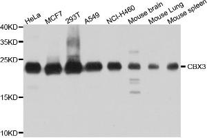 Western blot analysis of extracts of various cell lines, using CBX3 antibody (ABIN5971255) at 1/1000 dilution. (CBX3 Antikörper)