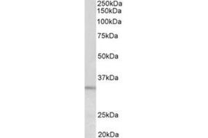 AP31956PU-N PI15 antibody staining of HeLa lysate at 0. (PI15 Antikörper  (Internal Region))