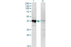 Western Blot analysis of MAPK14 expression in transfected 293T cell line by MAPK14 monoclonal antibody (M02), clone 1C9. (MAPK14 Antikörper  (AA 2-100))