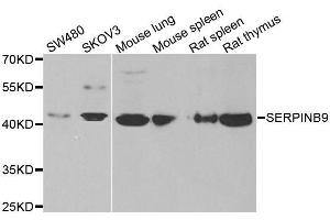 Western blot analysis of extracts of various cell lines, using SERPINB9 antibody. (SERPINB9 Antikörper  (AA 1-376))