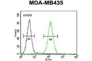 SMYD4 Antibody (C-term) flow cytometric analysis of MDA-MB435 cells (right histogram) compared to a negative control cell (left histogram). (SMYD4 Antikörper  (C-Term))