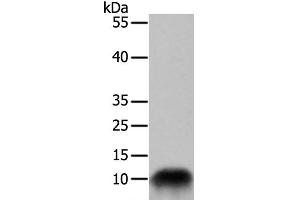 Western Blot analysis of 293T cell using COX7B Polyclonal Antibody at dilution of 1:700 (COX7B Antikörper)