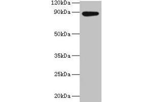 Western blot All lanes: AFG3L2 antibody at 2 μg/mL + EC109 whole cell lysate Secondary Goat polyclonal to rabbit IgG at 1/15000 dilution Predicted band size: 89 kDa Observed band size: 89 kDa (AFG3L2 Antikörper  (AA 550-759))